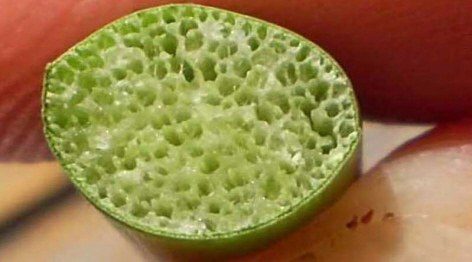 aerenchyma