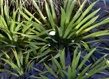 Drijfplanten