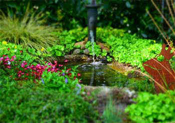 Assortiment oeverplanten