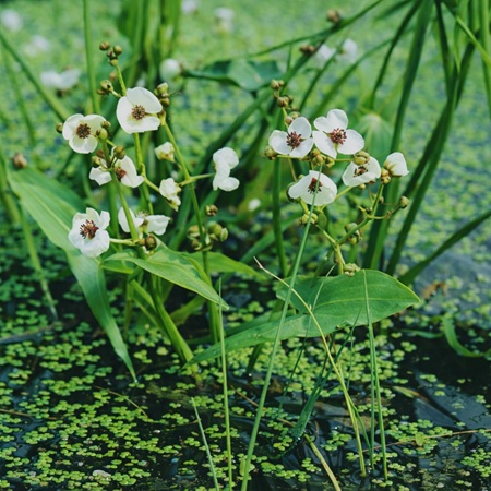 Pijlkruid of Sagittaria sagitifolia