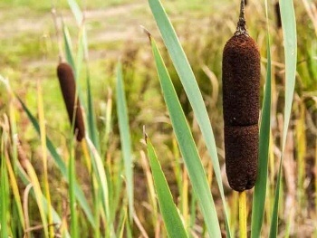 Moerasplanten soorten