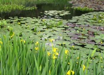 Moerasplanten of helofyten