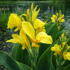 Gele Canna of Canna Ra