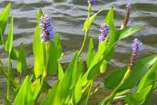 Moerasplanten