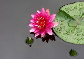 Assortiment losse waterlelies